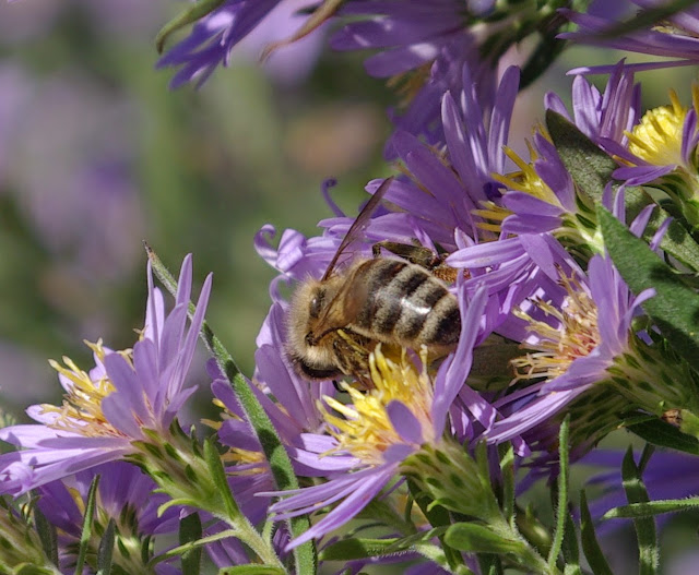 sweetbay: Aster 'Miss Bessie', Bumblebees and Honeybees