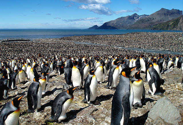 Meeting of Penguins