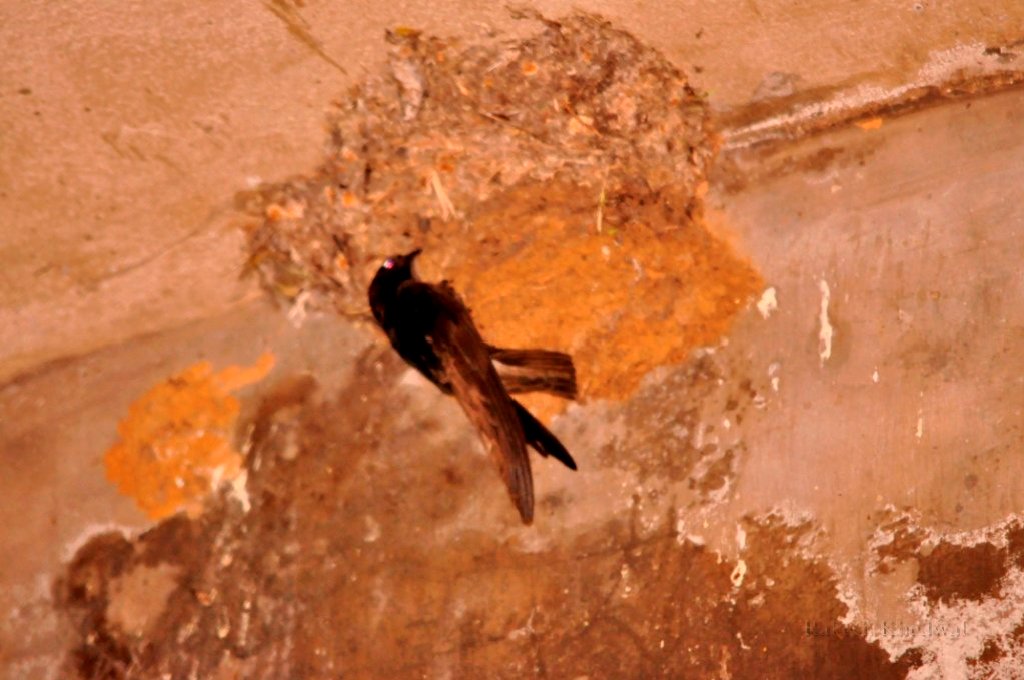 Indian Birds Photography [BirdPhotoIndia] House Swift (Apus Nipalensis)