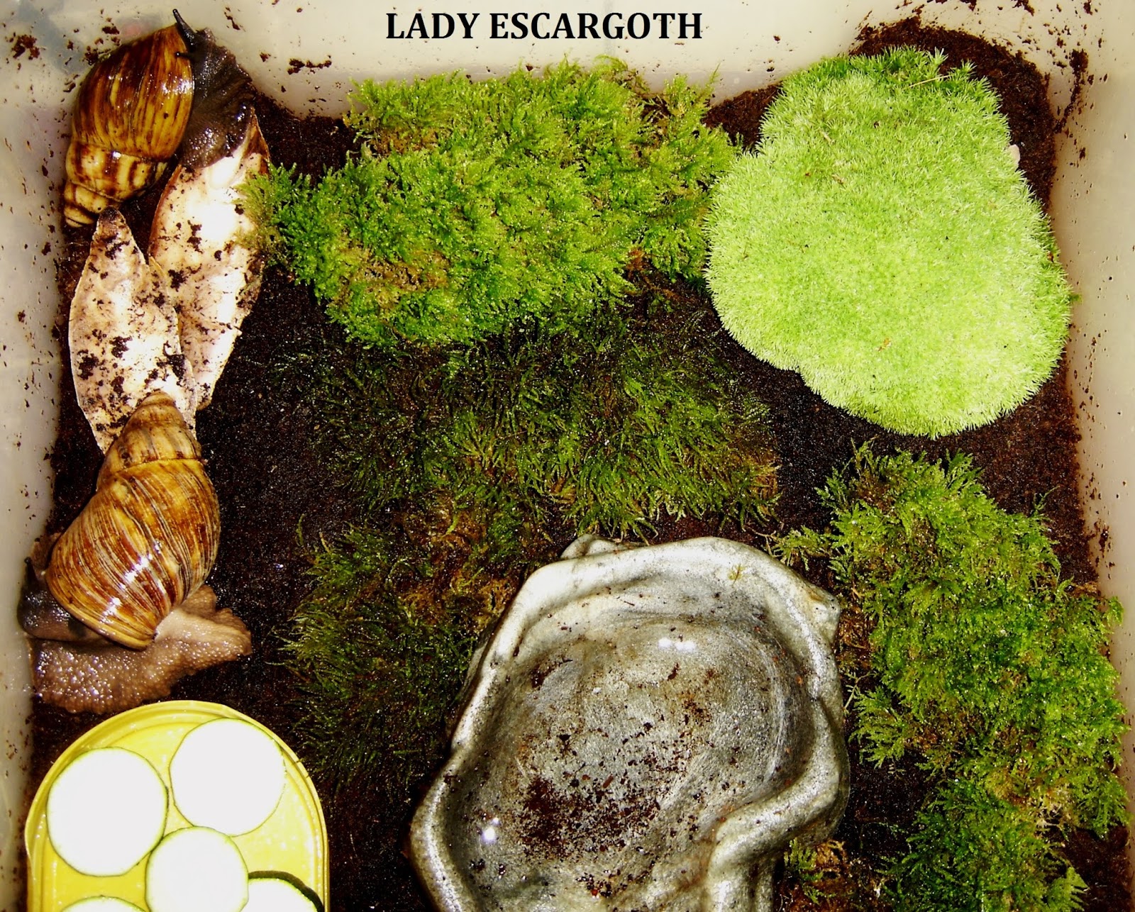 Les escargots géants de Lady Escargoth: De la mousse naturelle dans le
