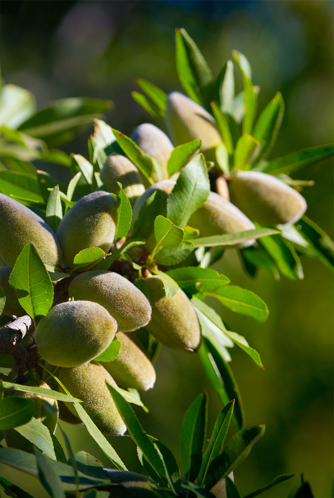 Anthony Dunn Photography Almond Orchards in the Summer