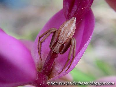 Crab Spider (Family Thomisidae)