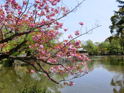 鶴岡八幡宮の八重桜