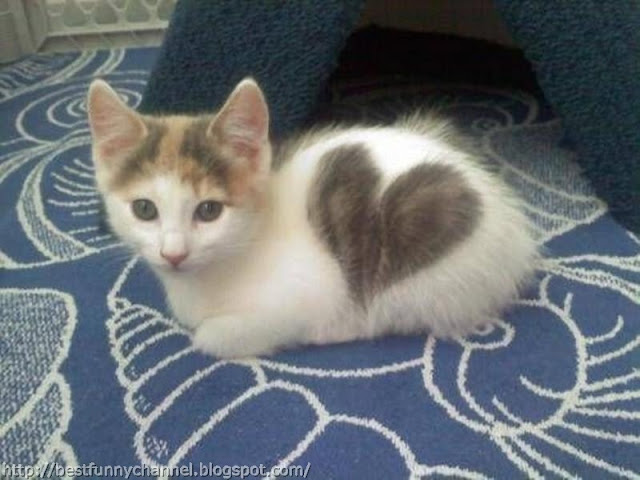 Kitten heart.