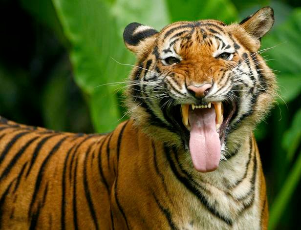KrilMohd's blog: Selamatkan Harimau Malaya!