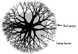 Xtremehorticulture Of The Desert Truth About Deep Root The Truth About Deep Root Fertilization Of Trees And Shrubs