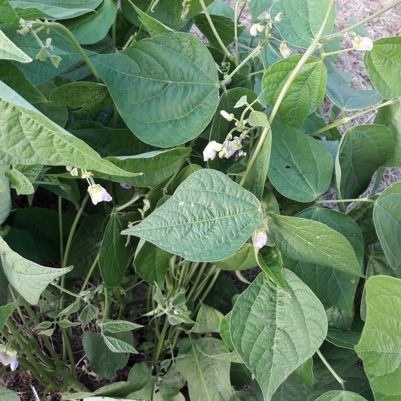 Dans mon jardin Fleur de haricots verts