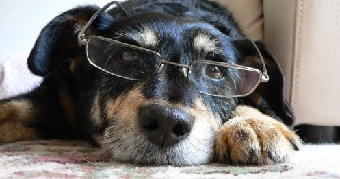 Which are the more intelligent dogs?