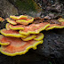 The Succulent Sulfur Shelf / Chicken of the Woods