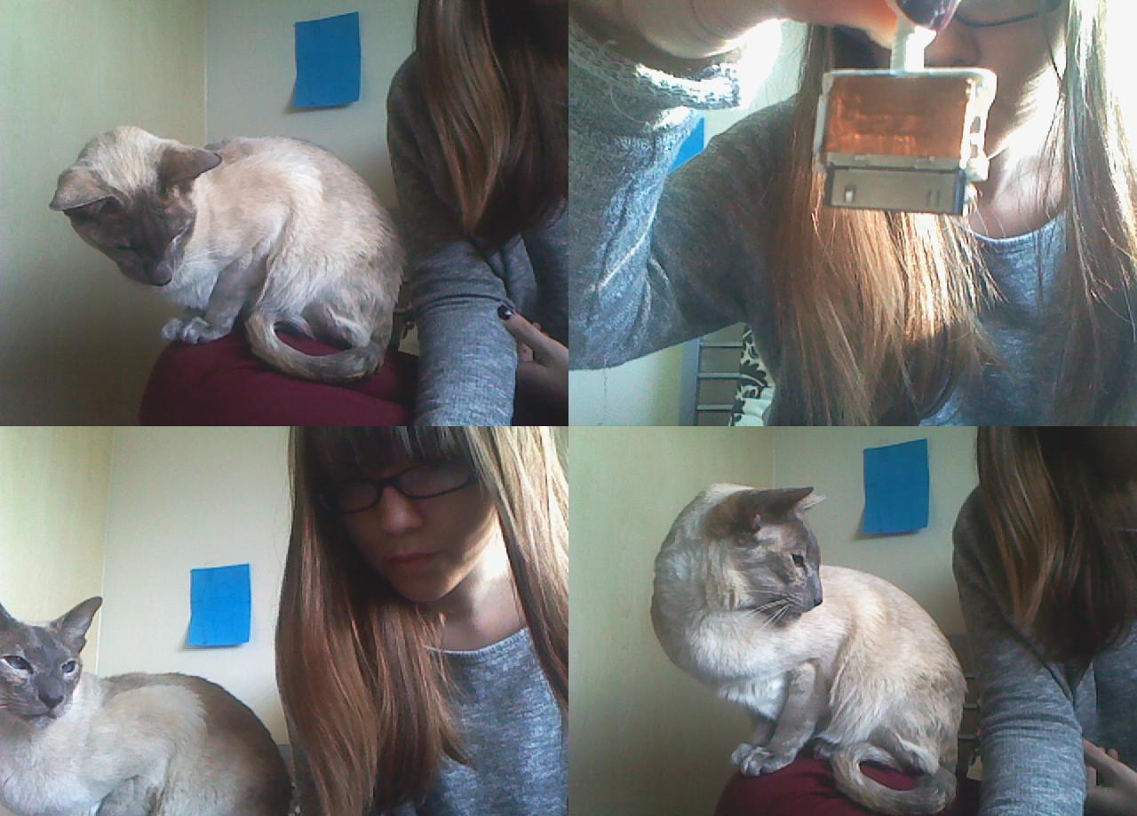 today cats and cables The Lovecats Inc