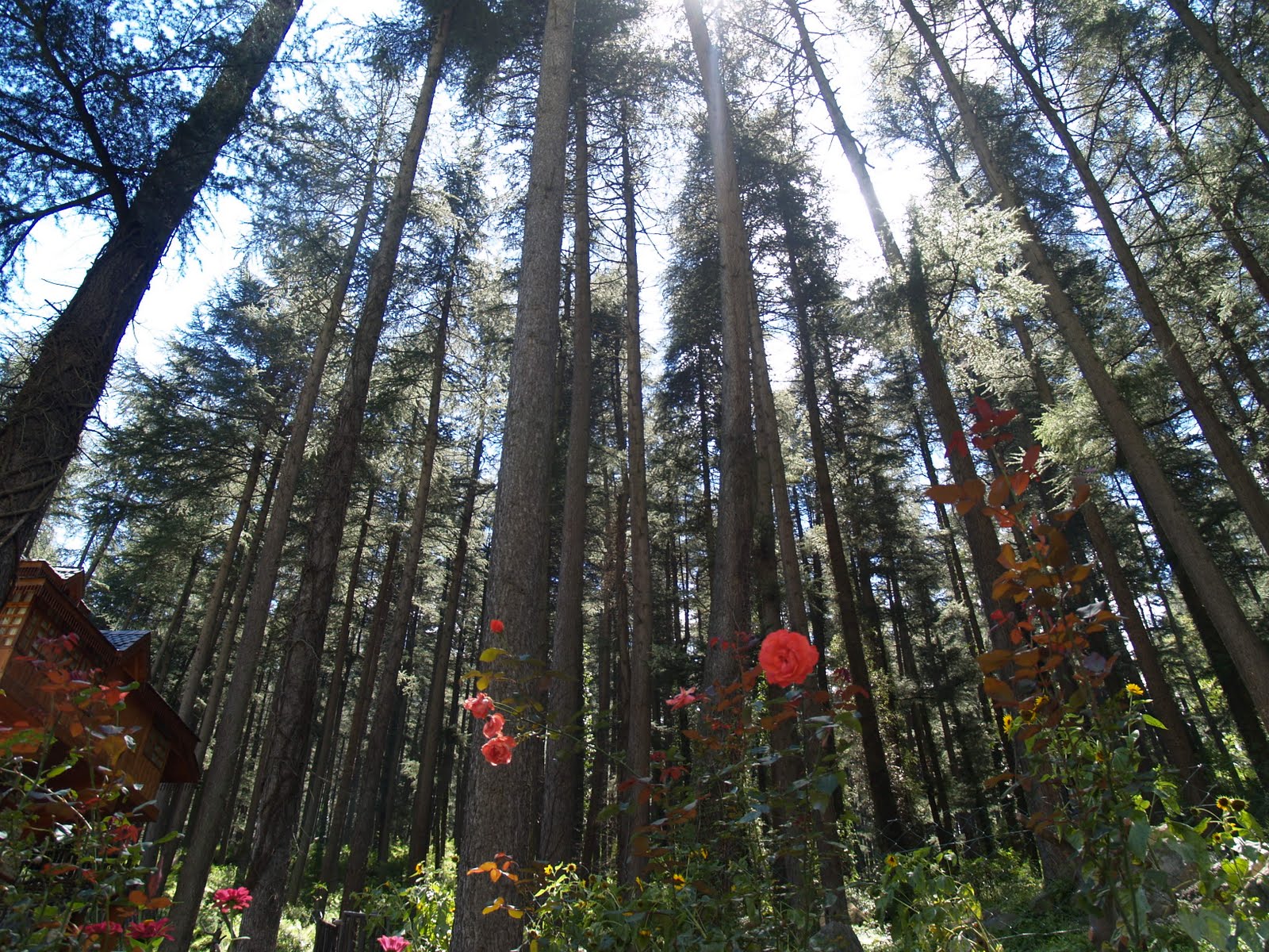 PhotographicCollection Rose Flower Under Pine Trees