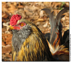 Randy & Meg s Garden Paradise: Meet our Roosters!