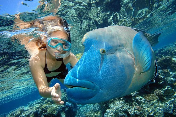 Snorkeling Great Barrier Reef, Australia