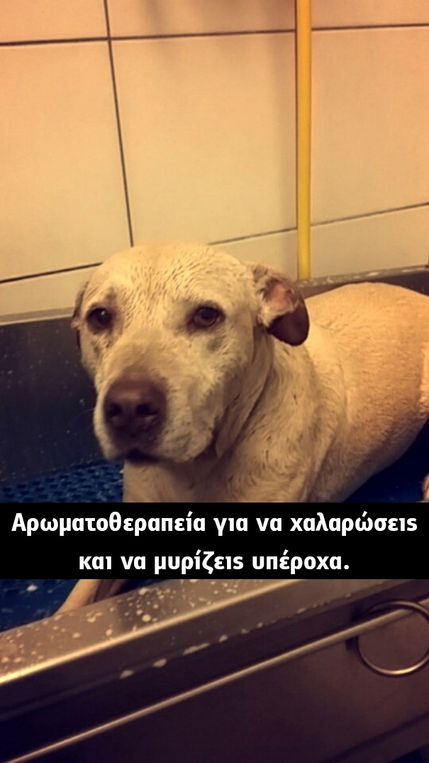 Οι τελευταίες στιγμές μίας γέρικης σκυλίτσας. Οι φωτογραφίες που συγκλόνισαν το διαδίκτυο! σκυλίτσα γέρικη σκυλίτσα