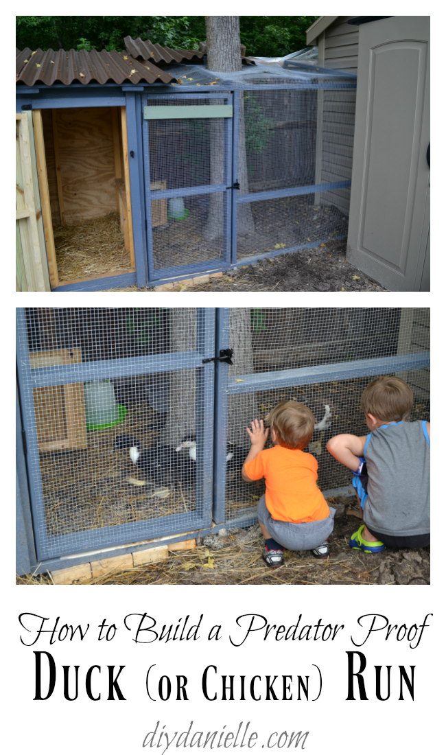 How to build a predator proof chicken or duck run. Our DIY Duck Run
