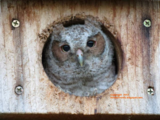 Female Red Morph Eastern Screech Owl about to fledge. 