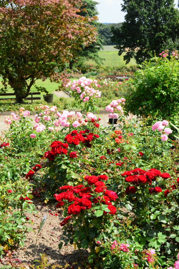 Duni's Studio: Daytrip Part Two { Rosendorf }