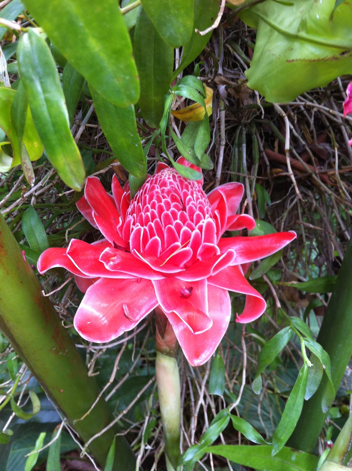 ohiPPo's backyard Snapshots from the Singapore Botanic Gardens 30