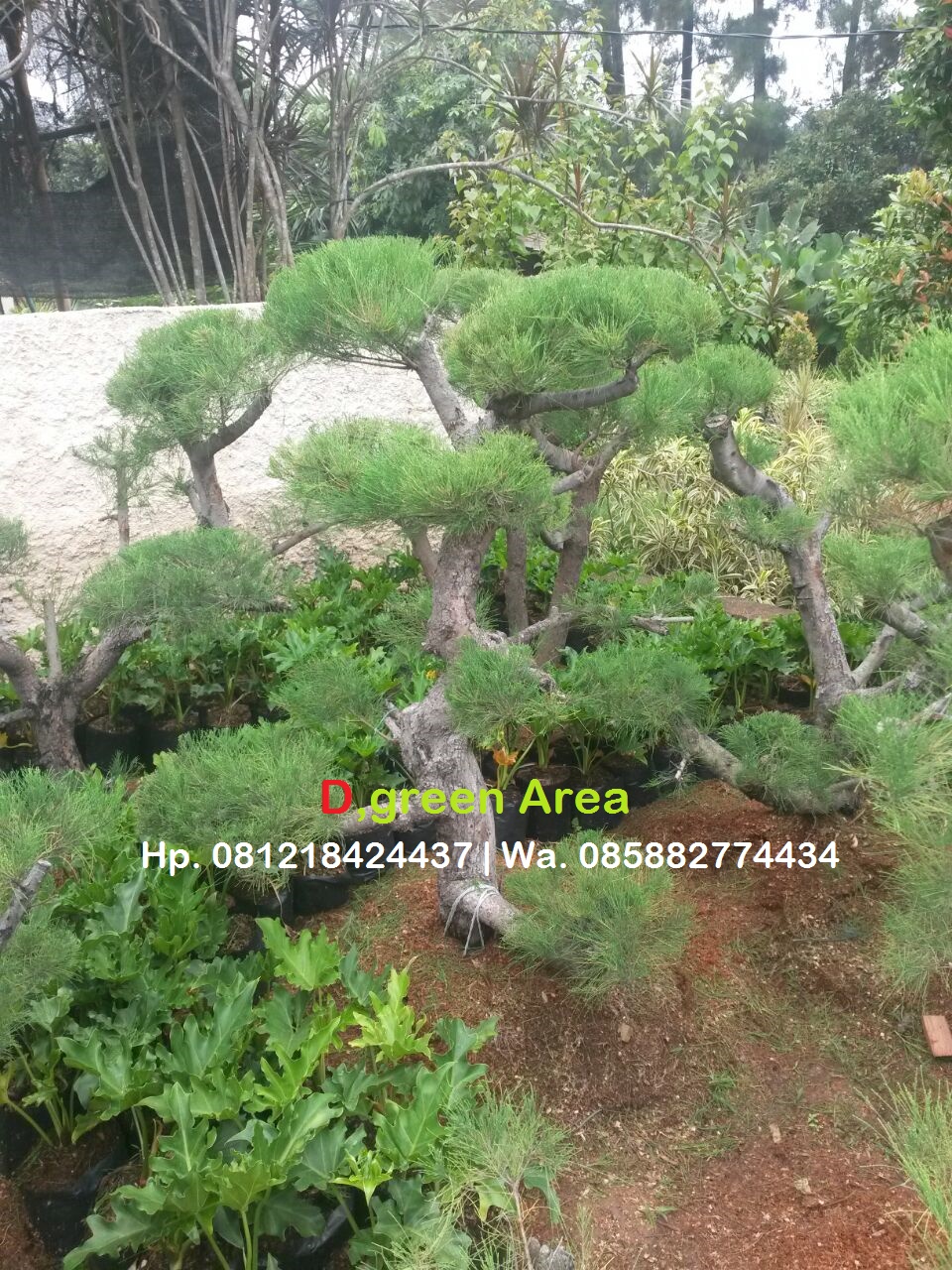 JUAL BONSAI CEMARA UDANG JUAL POHON BONSAI MURAH Tukang Taman JUAL BONSAI CEMARA UDANG JUAL POHON BONSAI MURAH Tukang Taman