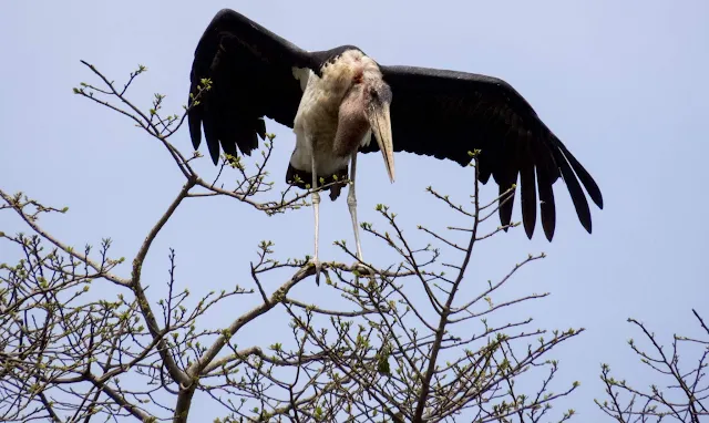 Marabou stork in Entebbe Botanical Garden in Uganda