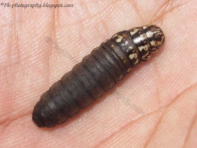 Bagworm Larva