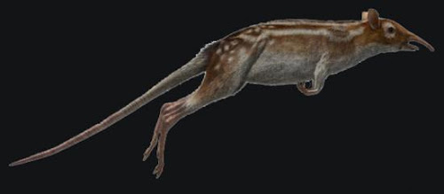 mamiferos extintos de alemania Leptictidium