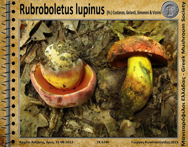 Rubroboletus lupinus (Fr.) Costanzo, Gelardi, Simonini & Vizzini
