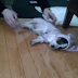 Cachorro Vestido De Conejo Se Olvida De Cómo Funciona