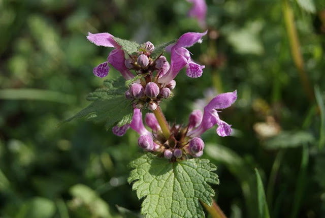 Lamium maculatum o falsa ortiga, se encuentra formando rosetas en determinados puntos de la finca