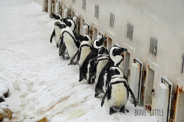 Pinguine Erlebnis-Zoo Hannover