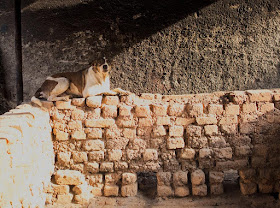 dog, wall, kumbharwada, dharavi, mumbai, brick kiln, morning, street, street photography, streetphoto, india, 