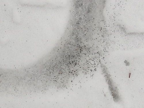 snow fleas