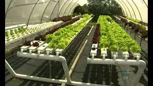 Aquaponic Farming Aquaponic Farming