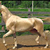 Horses That Shine Like Gold – Akhal – Teke