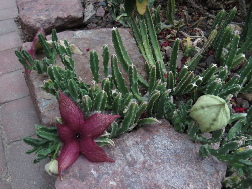 starfish flower Meijer Gardens
