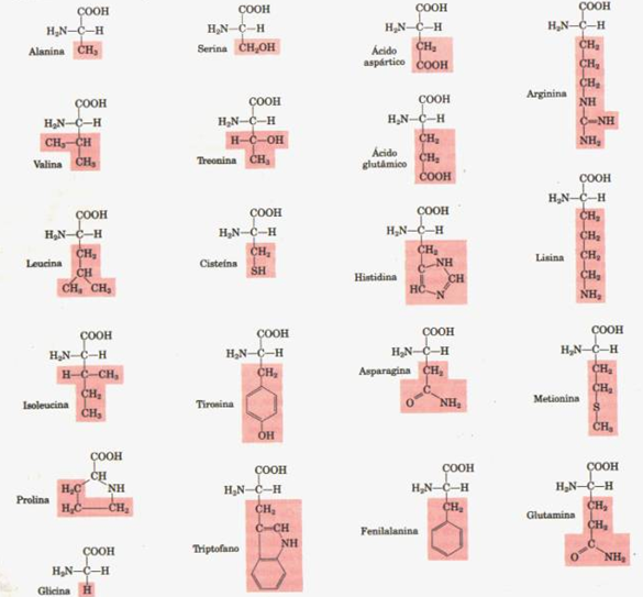 clasificacion de los aminoacidos segun sus cadenas laterales blog bioquimica amino 225 cidos clasificacion de los aminoacidos segun sus cadenas laterales blog bioquimica amino 225 cidos