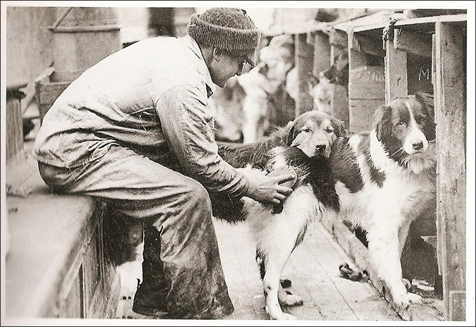 Notes from the Pack - a dog blog. Brave sled dogs on Shackleton's Antarctic expedition.