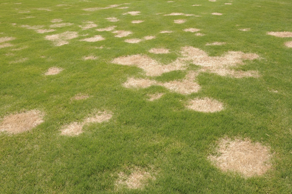 Turfgrass disease updates for golf courses Why They Call it the