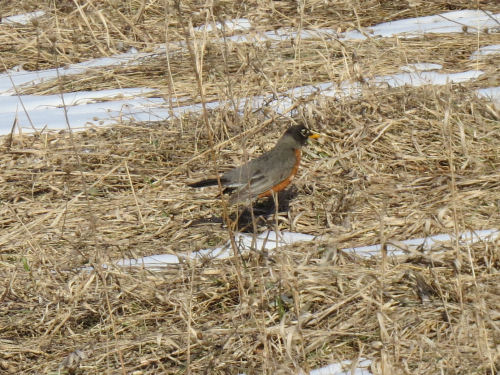 robin