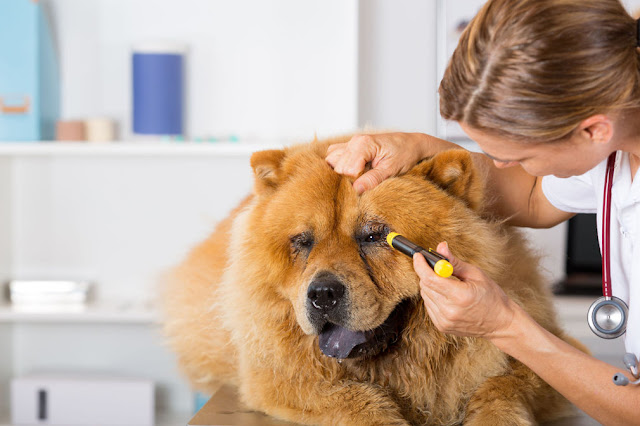 Pain Medicine For Dogs Pain Medicine For Dogs