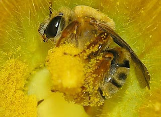 Phấn hoa nguyên chất Highland Bee