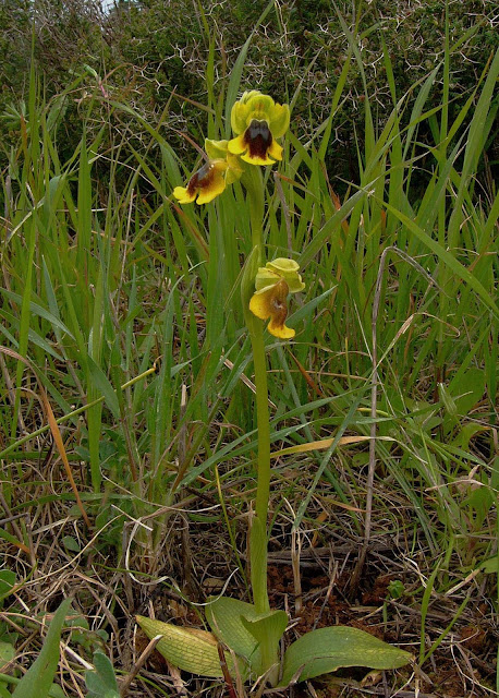 Ophrys lutea    Abejas amarillas 