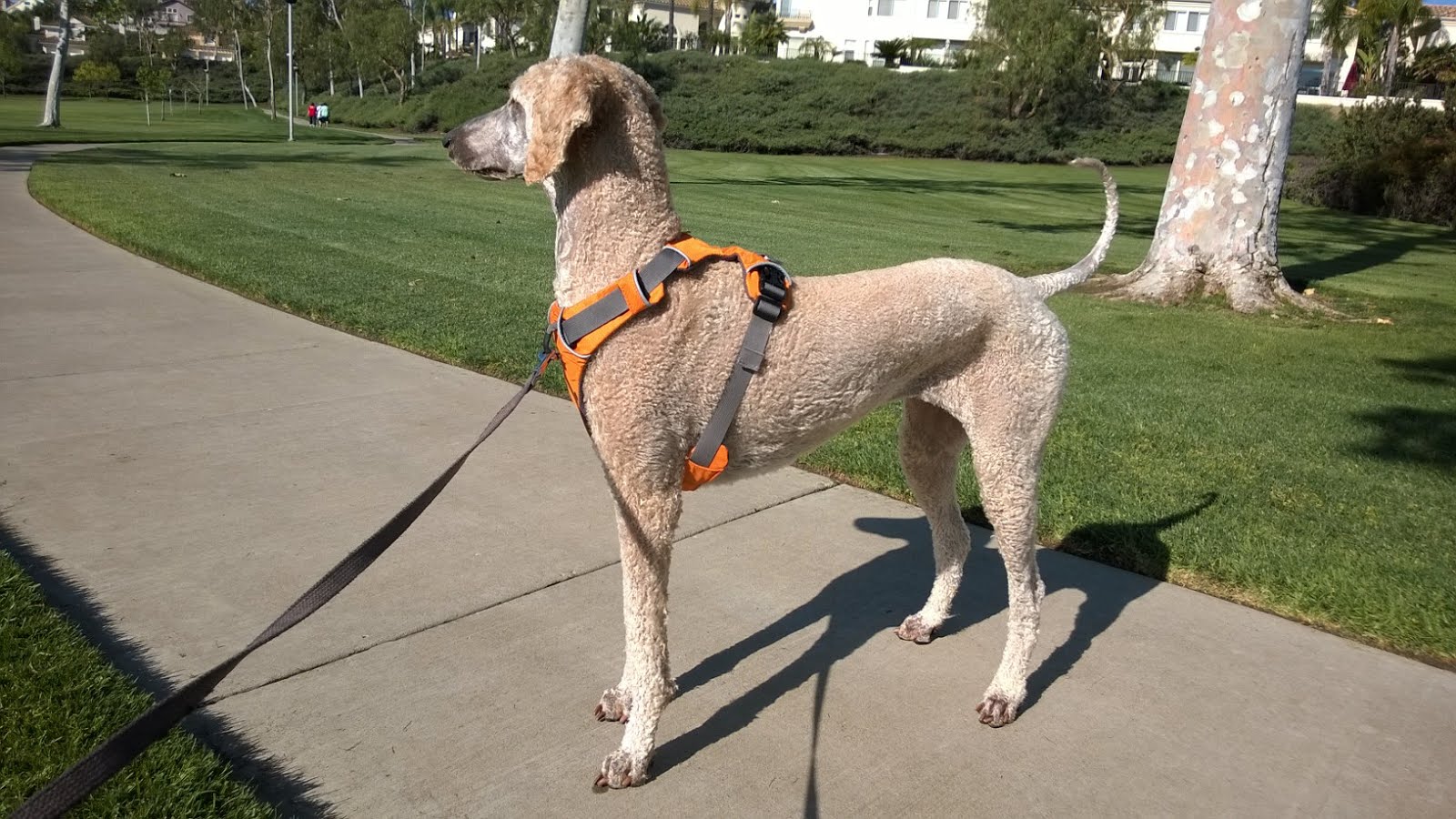 Just dogs with Sherri REPOST Vestibular disease