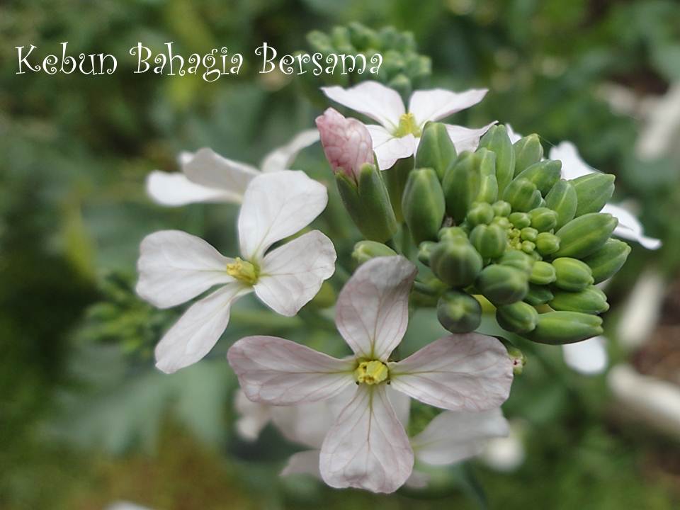 Kebun Bahagia Bersama Promosi Tahun Baru Heirloom Watermelon Radish