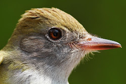 birds beak hooked spring insect flycatcher flycatchers better flying catch air mid nature grasp