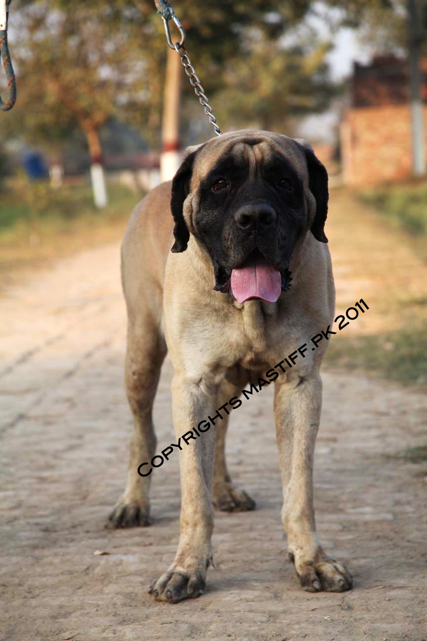 mastiff.pk