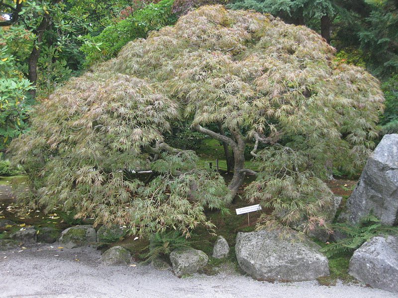 Seattle Japanese Garden Community Blog: The Maple Fest stars - part 1