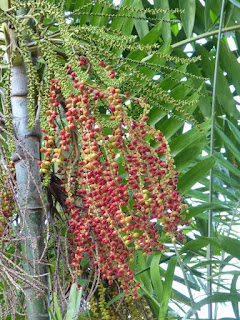 Palmiers et plantes ressemblantes du Panama Palmiers et plantes ressemblantes du Panama