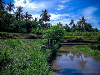Natural Scenery Of Watering Rice Fields With Wild Santen Tree On A Sunny Day At Ringdikit Village, North Bali, Indonesia
