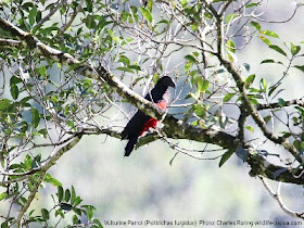 New Guinea Vulturine Parrot in Tambrauw regency